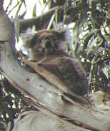 182-Koala