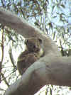 184-Koala