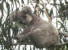 187-Koala