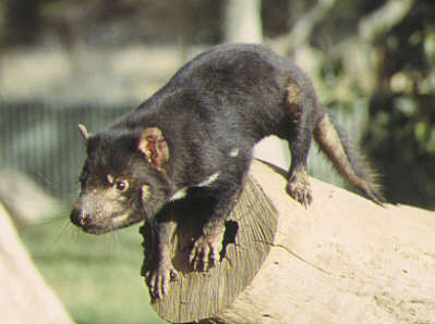 203-Tasmanian Devil
