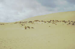394-Kangaroo Island - Little Sahara
