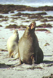 405-Kangaroo Island - Seal Bay
