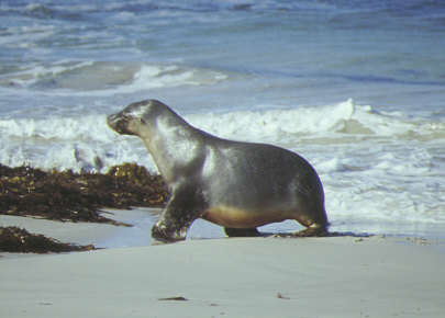 Kangaroo Island - Seal Bay