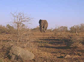 Ein Elefant im Krüger Nationalpark