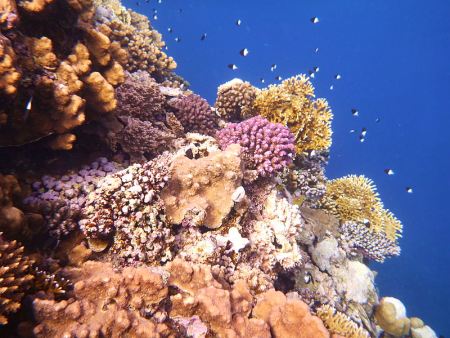 Korallenriff im Roten Meer an der Kste gyptens, nrdlich von Marsa Alam