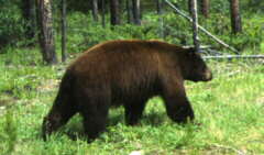 Grizzly im Banff Nationalpark