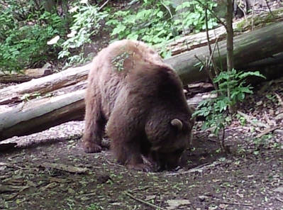 Bär Bären Wolf Wölfe Bärenpark Hainich Baumwipfelpfad