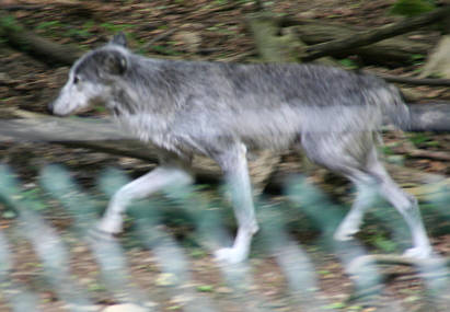 Br Bren Wolf Wlfe Brenpark Hainich Baumwipfelpfad