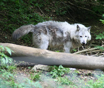 Br Bren Wolf Wlfe Brenpark Hainich Baumwipfelpfad